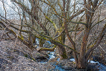 musim semi, stream, pohon