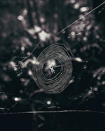 spider, arachnid, spider Web, cobweb, web, orb, weaver, insect, bug, arachnophobia, nature