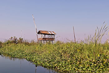 chůdách, inle jezero, plovoucí zahrady, barma, Myanmar, jezero, krajina, chata, Příroda, životní prostředí, voda