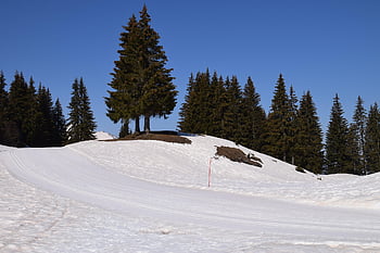 hora, stromy, les, summitu, sníh, vysokohorský, Alpy, zimní, Příroda, krajina, savoie