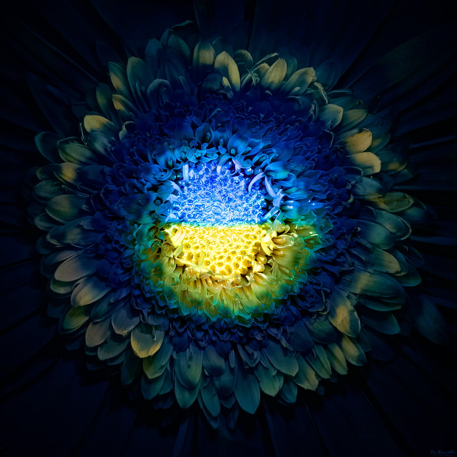 Ukraine, gerbera, daisy, ultraviolet, fluorescence, glowing, macro, flower, symbolic, blue yellow, humanitarian aid