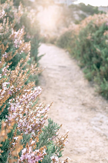 Calluna vulgaris, blomstrende felt, solskinsdag, fredelig natur, pathway, Blomstrende lyng, blødt sollys, naturlig scene, udendørs landskab, Blomstersti, fredfyldt miljø