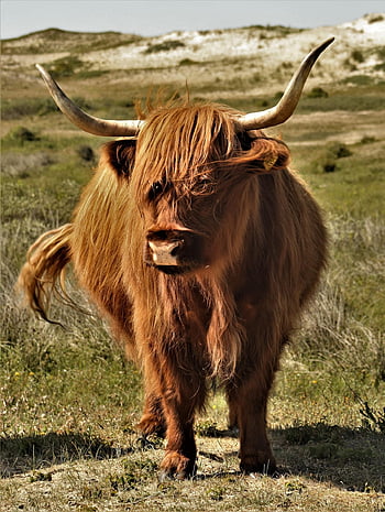 highland Cattle, cow, cattle, animal, nature, mammal, farm, pasture, livestock, ranch, bovine