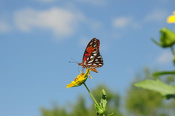 insect, butterfly, pollination, entomology, nature, wings, garden, summer, wildlife, wing