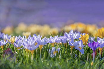 krokusy, květ, vícebarevný, krokus, nachový, fialový, žlutá, kvetoucí, rostlina, jarní louka, brzy bloomer
