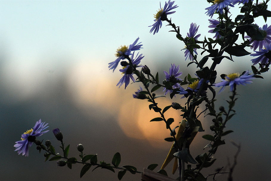 fiore, sfondo di fiori, fiori, prato, i campi, primavera, bellezza, armonia, bellissimi fiori, natura, colorato