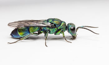 cuckoo-wasp, chrysis, angolensis, green, color, insect, leaf, isolated, wasp, macro, portrait
