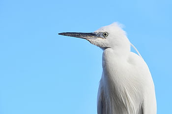 little Egret, bird, profile, white Bird, feathers, plumage, ave, avian, ornithology, bird Watching, fauna