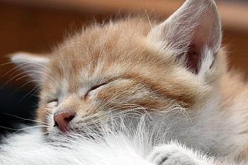 kucing, kucing liar, membelai, gilnyangyi, anak kucing, alam, hewan, imut, hewan peliharaan, meong