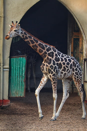 žirafa, krk, skvrny, hors, volně žijících živočichů, jídlo fotografie, Canonuk, Animaljam, fotografie, pták, Animaningofinstagram