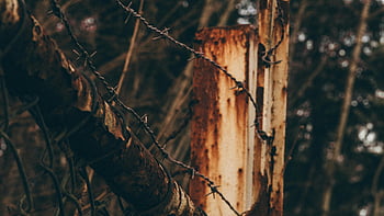 barbwire, Bílý panel, Rusty ostnatý drát, rozpadající se dřevo, Lesní prostředí, detailní pohled, plot, Příroda, venkovní, rozpad, textura
