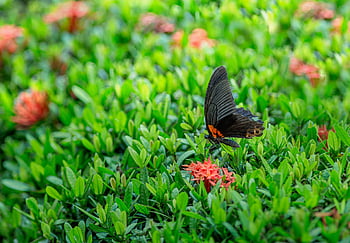 motyl, kwiaty, odchodzi, listowie, skrzydła motyla, Skrzydlaty owad, zapylać, zapylanie, kwiat tło, lepidoptera, entomologia