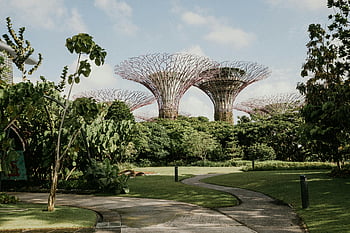 Botanická zahrada, singapore, zahrady u zálivu, Superstromové struktury, svěží zahrady, ikonické superstromy, zahrady v Singapuru, Venkovní zahrady, zelené prostory, Singapurské atrakce, supertree háj