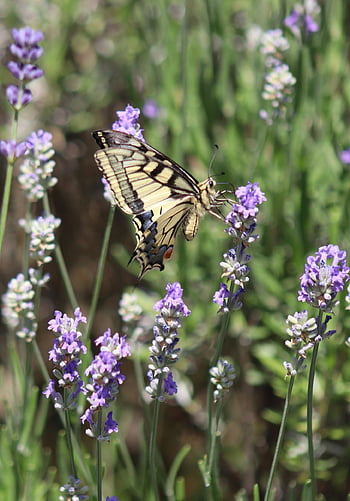 πιπίλισμα swallowtail, πεταλούδα, φύση, λεβάντα, λουλούδι λεβάντας, νέκταρ, καλοκαίρι, ψαλιδωτή σύνδεση
