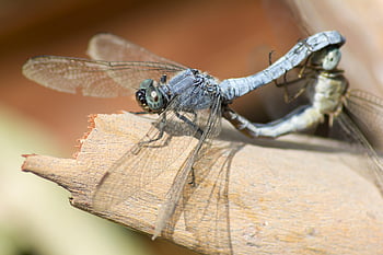 orthetrum brunneum, jižní skimmer, tráva, hmyz, volně žijících živočichů, malý, rostlina, létat, makro, modrý, Příroda