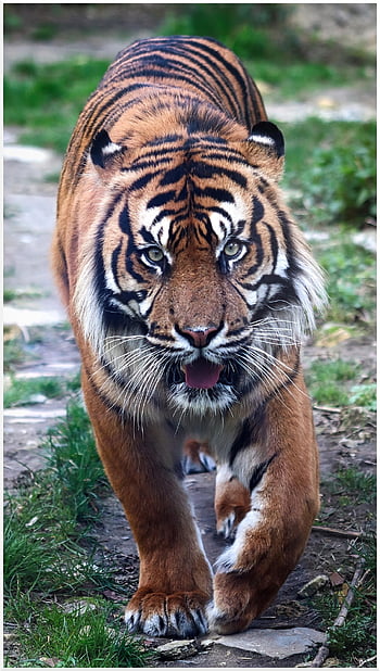 tiger, running, animal, strip, pet, zoo, big, cat, big Cat, stripe Pattern, graceful