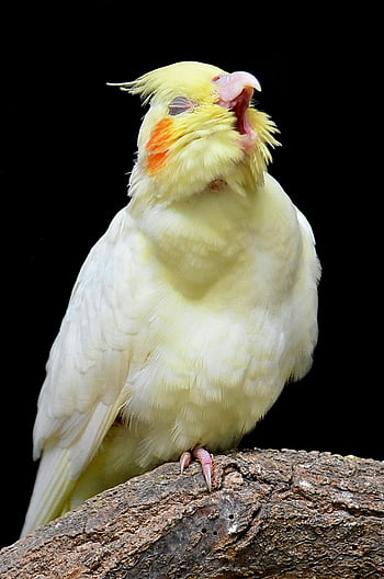 Cockatiel giallo e bianco, Cantare Cockatiel, Cockatiel vibrante, ramo di un albero, sfondo nero, cantando con gioia, uccello di cockatiel, Cockatiel giallo, Cockatiel bianco, canto degli uccelli, Cockatiel sul ramo