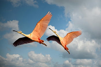 ばら色のスプーンビル、 飛んでいる鳥、 青空、 曇り空、 ローアングル写真、 自由、 恵み、 野生動物の写真、 ピンクの鳥、 自然シーン、 鳥の飛行