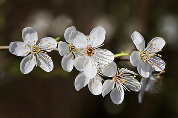 cherry Plum, blossom, flowering Branch, cherry Blossom, cherry Plum Blossom, prunus Cerasifera, petals, cherry Plum Tree, spring Awakening, early Bloomer, nature