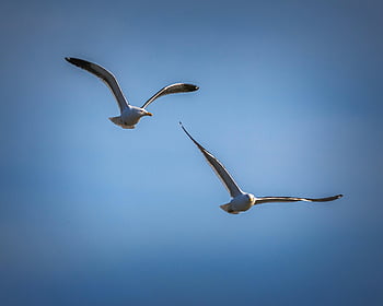 Möwen, Vögel, Tiere, fliegende Möwe, Vogelkunde, Natur, Gefieder, Vögel beobachten