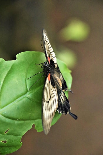 papillon, insecte, la nature, faune, fermer, macro, belle, insecte de vol, aile