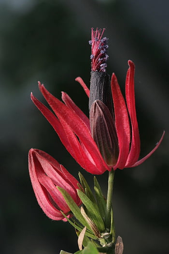 観賞用植物、 花、 咲く、 つぼみ