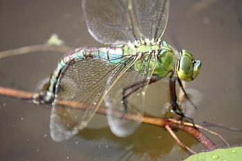 dragonfly, insect, pond, wings, nature, emperor Dragonfly, bug