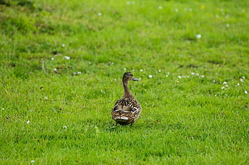 duck, bird, bird Watching, nature, water Bird, wild Duck, wildlife, animal, grass