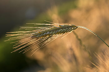Roogen, ucho, obilí, Příroda, jídlo, výživa, letní, Rye ucho, stéblo, zemědělství, Nálada osvětlení