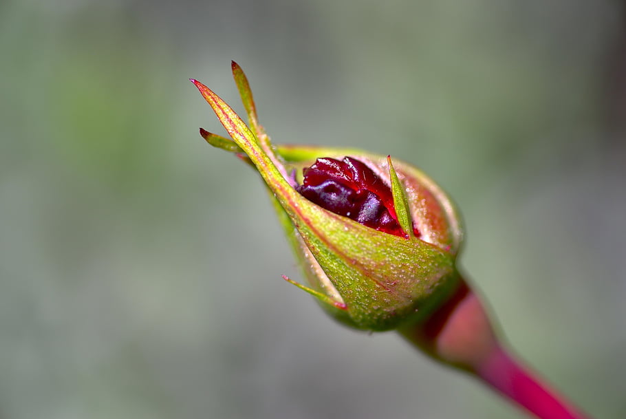 rosebud, rose, bud, coming Soon, burst, flower, nature, macro