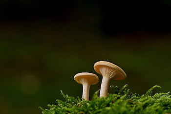 funghi, fungo, muschio, funghi lamellari, foresta, autunno, natura, avvicinamento
