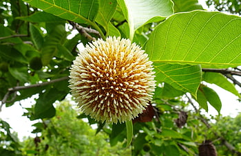 květ, Cadamba, botanika, Neolamarckia Cadamba, Burflower-Tree, Kadam, flóra, evergreen, růst, rostlina, Laran