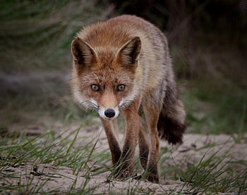 červená Liška, detail, přírodního prostředí, fotografování divoké zvěře, fox portrét, fotografování zvířat, venkovní fotografie, fotografování přírody, volně žijících živočichů, elegantní, zaměřené