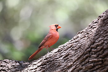 male, cardinal, redbird, songbird, plumage, red, feathers, backyard, wildlife, animal, bird