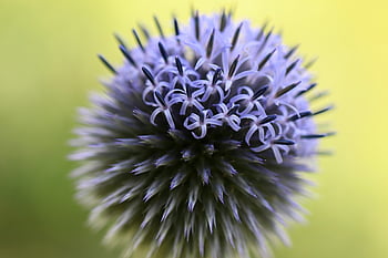 cardo selvatico, Banater Thistle, echinops bannaticus, fiorire, fioritura, pianta fiorita, pianta ornamentale, flora, natura, giardino, avvicinamento