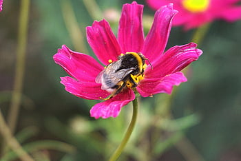bee, insect, pollinate, pollination, flower, winged Insect, wings, nature, paris, entomology, macro