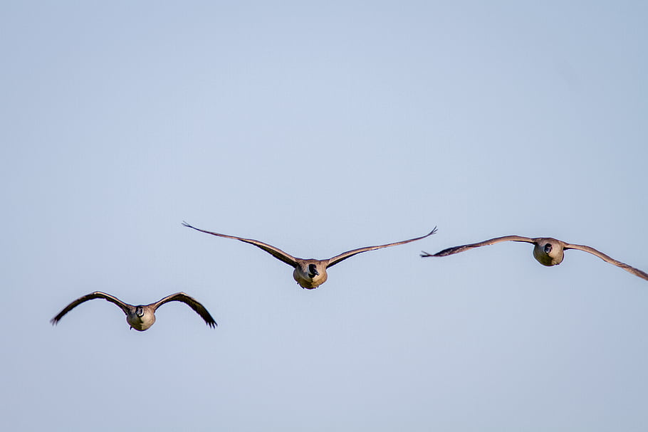 birds, flying, sky, blue, animal, feather, nature, wildlife, wing, flight, fly