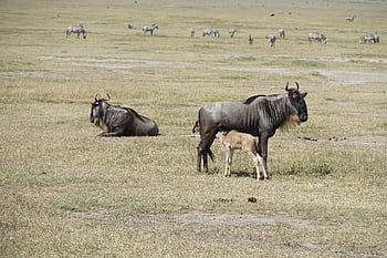wildebeest, buck, mammals, animals, safari, nature, zoo, wildlife, wild, pasture