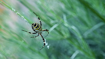 vosa pavouk, pavouk, web, argiope bruennichi, hmyz, entomologie, druh, makro, místo výskytu