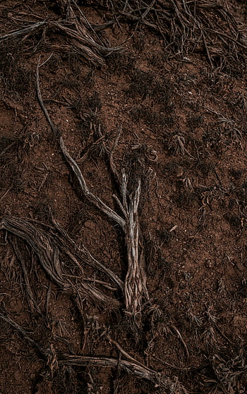 진흙 속의 뿌리, 마른 뿌리, 풍부한 토양, 복잡한 패턴, 자연의 패턴, 얽힌 뿌리, 자세한 견해, 자연 질감, 토양 질감, 뿌리 구조, 흙 톤
