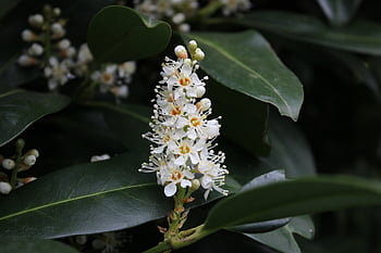 třešňový vavřín, Příroda, evergreen, keř, zblízka, Bayberry, ornament, květenství, okrasný keř, květ, dekorativní