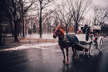 kočár tažený koňmi, Snowy Central Park, nyc, zimní vibrace, hnědý kůň, bílý kočár, Muž na koni, klidná zima, Central Park NYC, NYC tažený koňským kočárem, zimní scény
