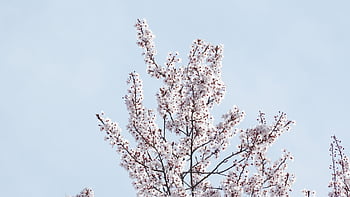 blossoms, spring, tree, bloom, spring Awakening, nature, beautiful Flowers, pink Flowers, flower Wallpaper, flowers, poster