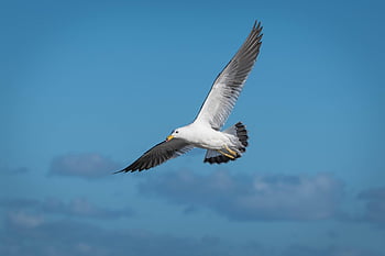 uccello, ornitologia, gabbiano, piume, volo, natura, specie, fauna, aviaria, animale, volante
