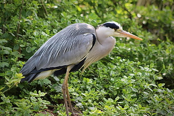heron, grey Heron, bird, ardea Cinerea, plumage, beak, wildlife, nature, animal