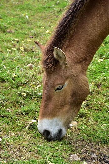 kůň przewalského, pastvy, kůň, tráva, pastvina, volně žijících živočichů, zvíře, Příroda, zoo, koňský, takhi