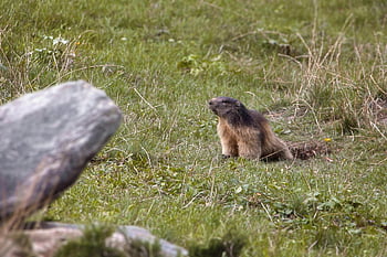 mormota, állat, rágcsáló, alpesi mormota, természet, emlős, vad, szőrme, faj, odú, hegyi fauna