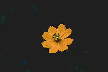 yellow cosmos flower, selective focus, dark background, blooming flower, natural elegance, golden cosmos, floral photography, nature photography, flower photography, dark backdrop, blooming cosmos