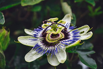 flower, flower Background, beautiful Flowers, petals, spring Leaves, plant, yard, flower Wallpaper, nature, to Flourish