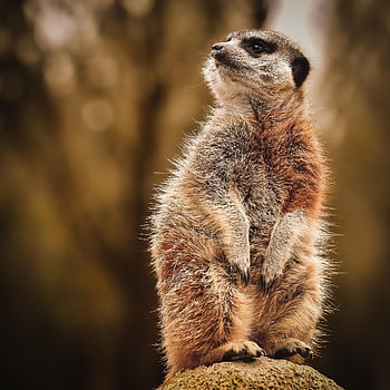 šelmy, zvíře, Příroda, surové, mongoose, zoo, tiergarten, malý, savec, srst, roztomilý